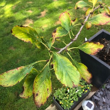 Plum 'Victoria'