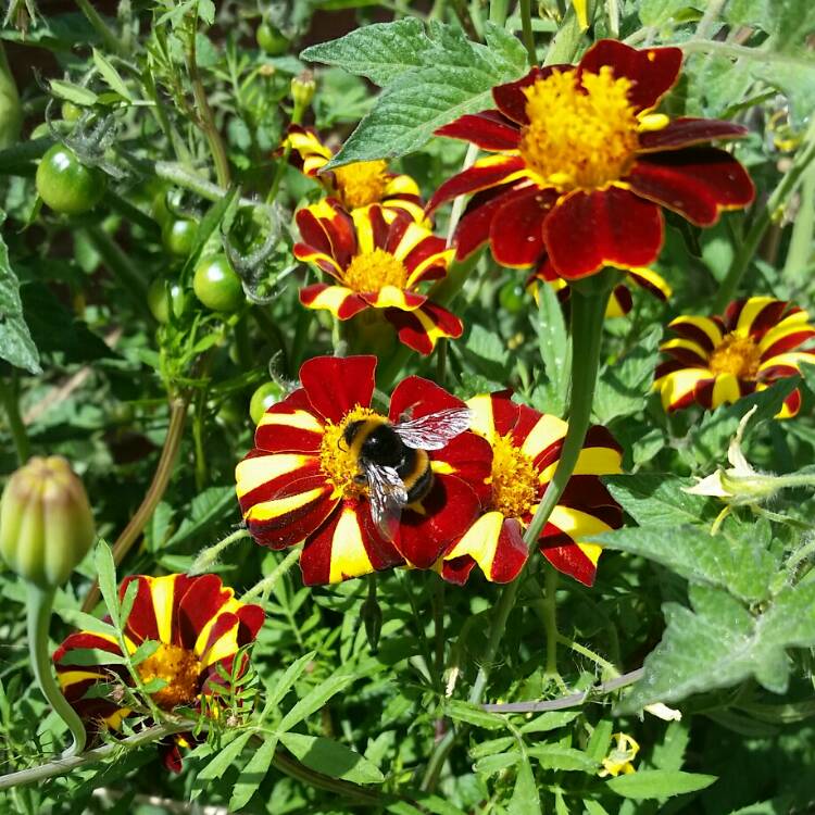 Plant image Tagetes patula 'Jolly Jester'