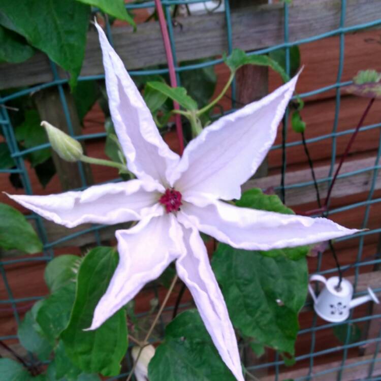 Plant image Clematis 'Beautiful Bride'