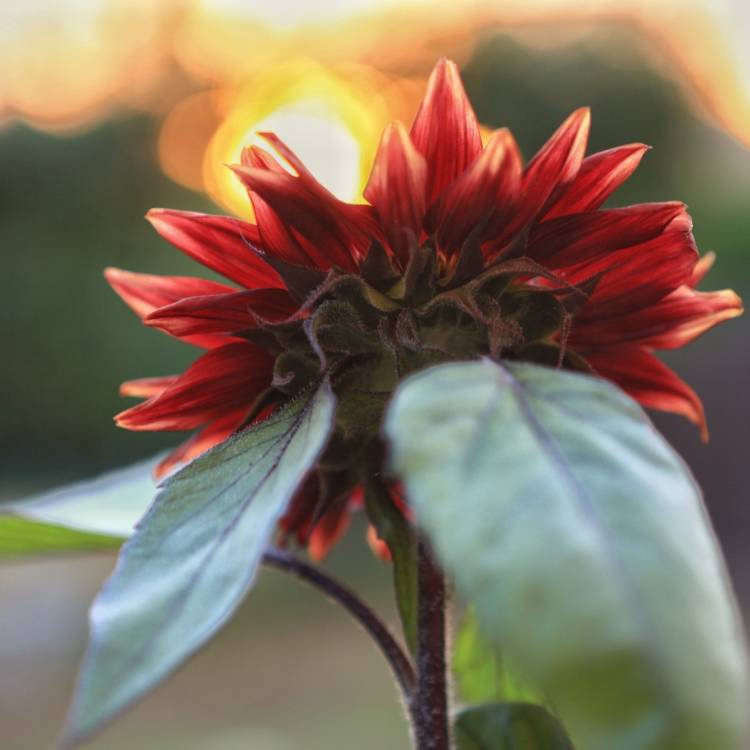 Plant image Helianthus annuus 'Black Magic'