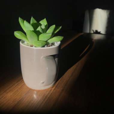 xSedeveria Lilac Mist