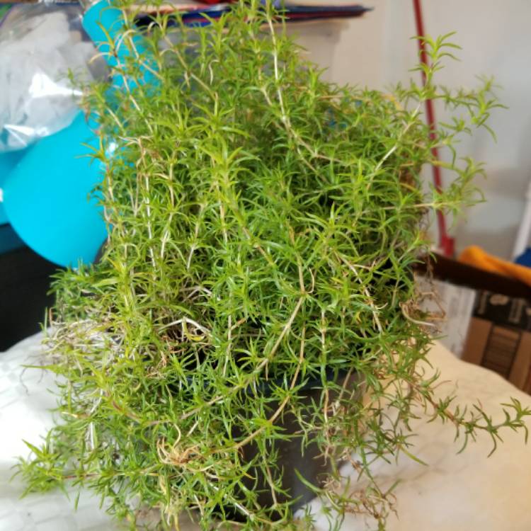 plant image 523377