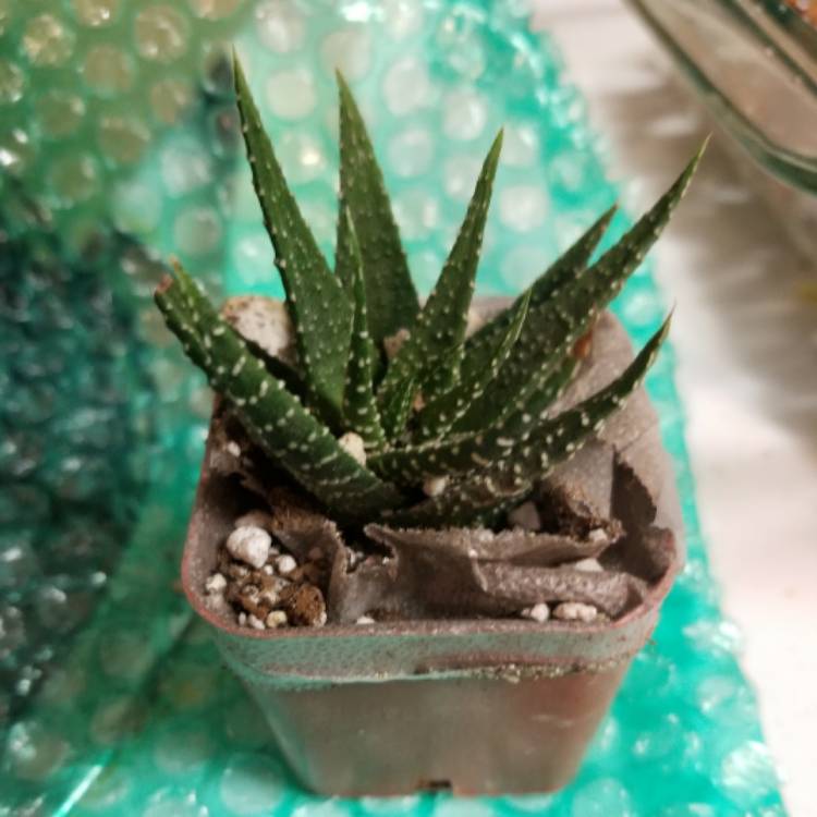 Plant image Haworthiopsis attenuata var. radula syn. Haworthia attenuata var. radula, Haworthia radula