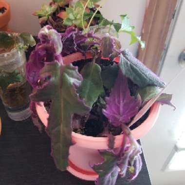 Katherine's garden