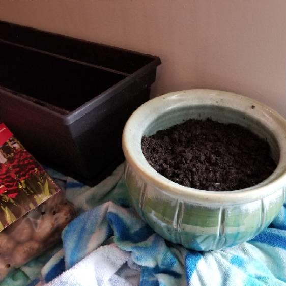 plant image 672495