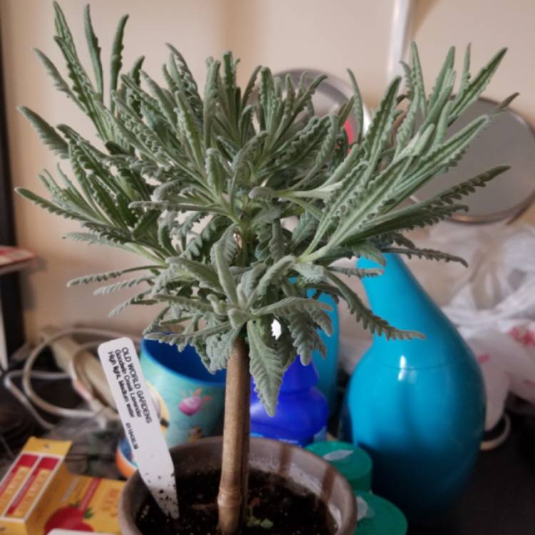 plant image 675700