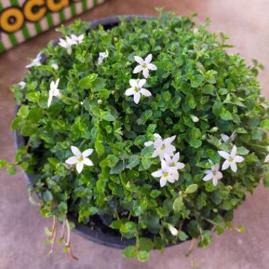 Isotoma fluviatilis 'Blue Star'