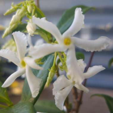 Trachelospermum jasminoides