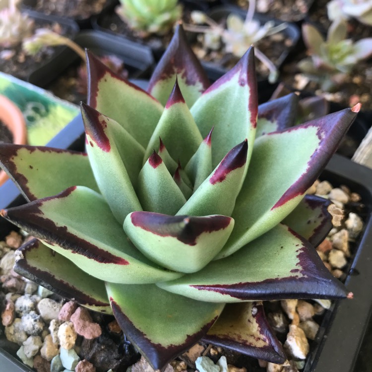 plant image 1409910 plant image 1409910