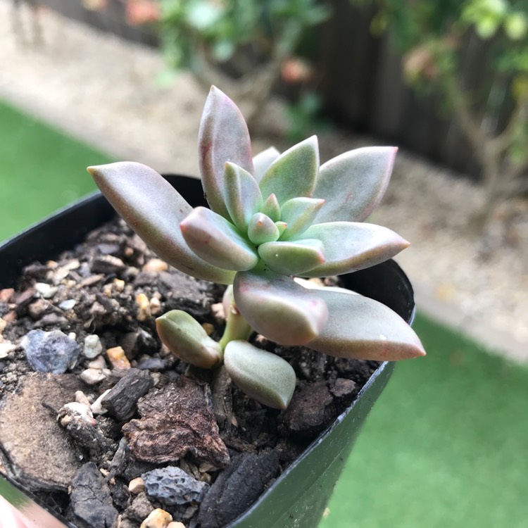 Plant image Graptopetalum Mirinae