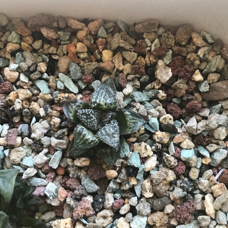 Plant image Haworthia emelyae 'Snow Scene'