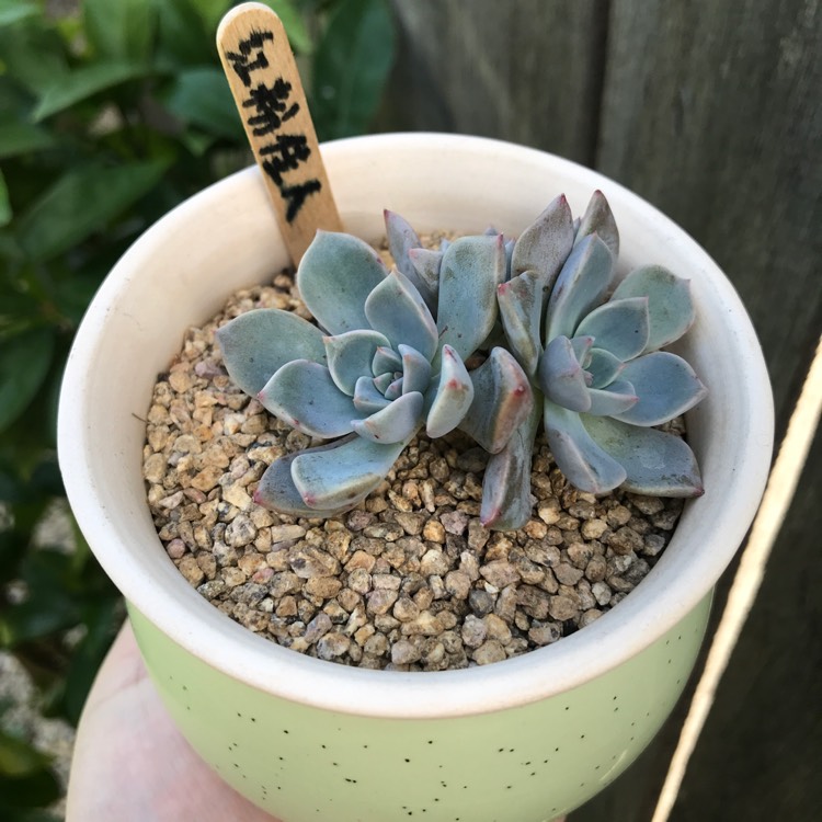 plant image 1433789