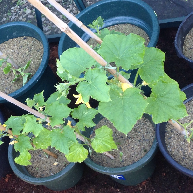 Cucumber