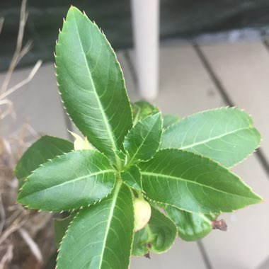 Impatiens walleriana