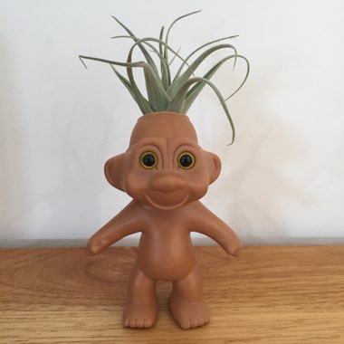 Tillandsia harrisii
