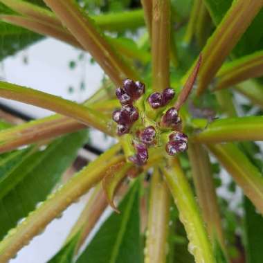 Frangipani