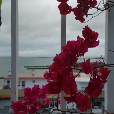 Bougainvillea