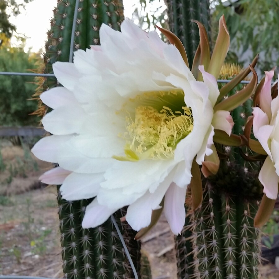 plant image 187075