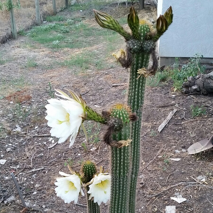 Plant image Echinopsis spachiana