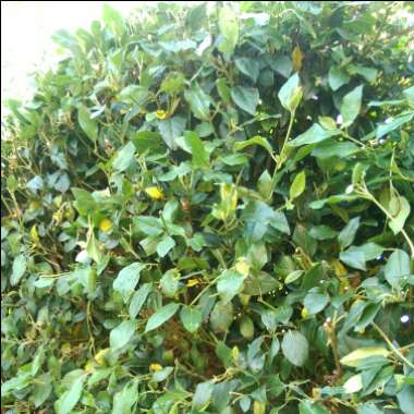 Viburnum tinus 'Eve Price'