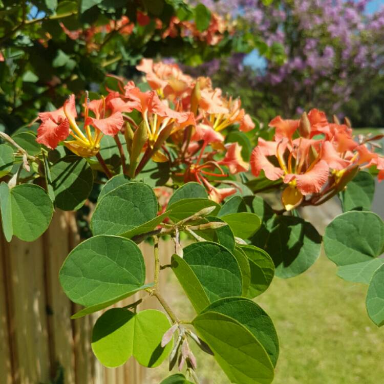 plant image 298115