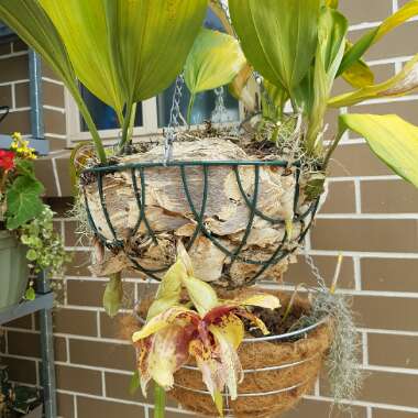 Fiona's garden