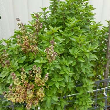 Fiona's garden