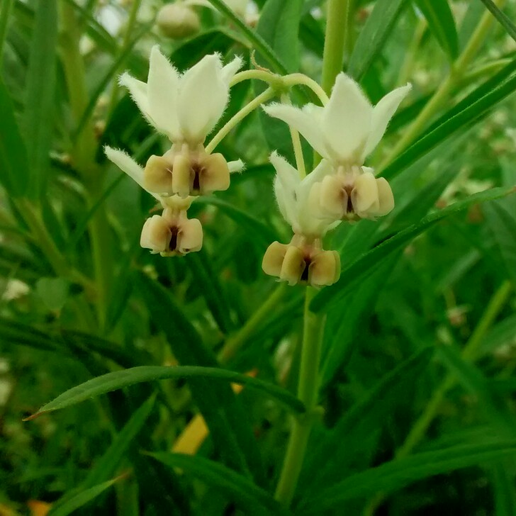 Gomphocarpus physocarpus