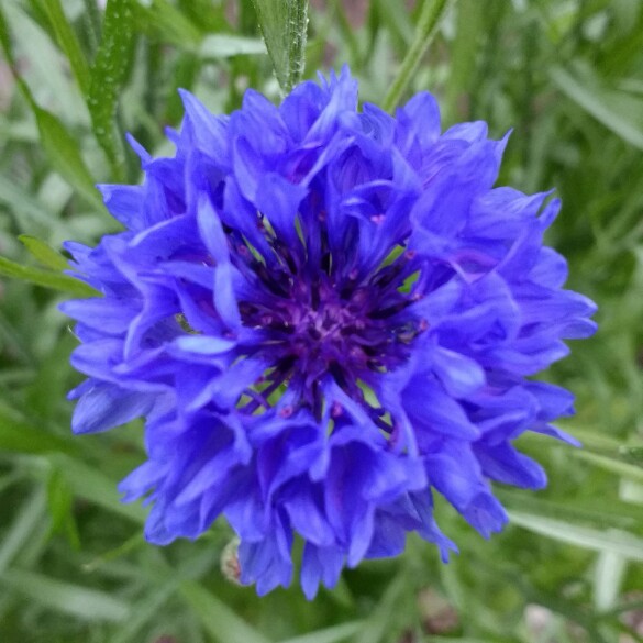 Centaurea