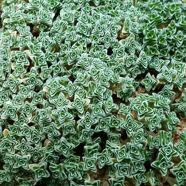 Arenaria alfacarensis