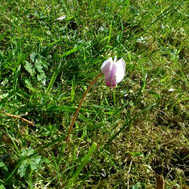 Cyclamen