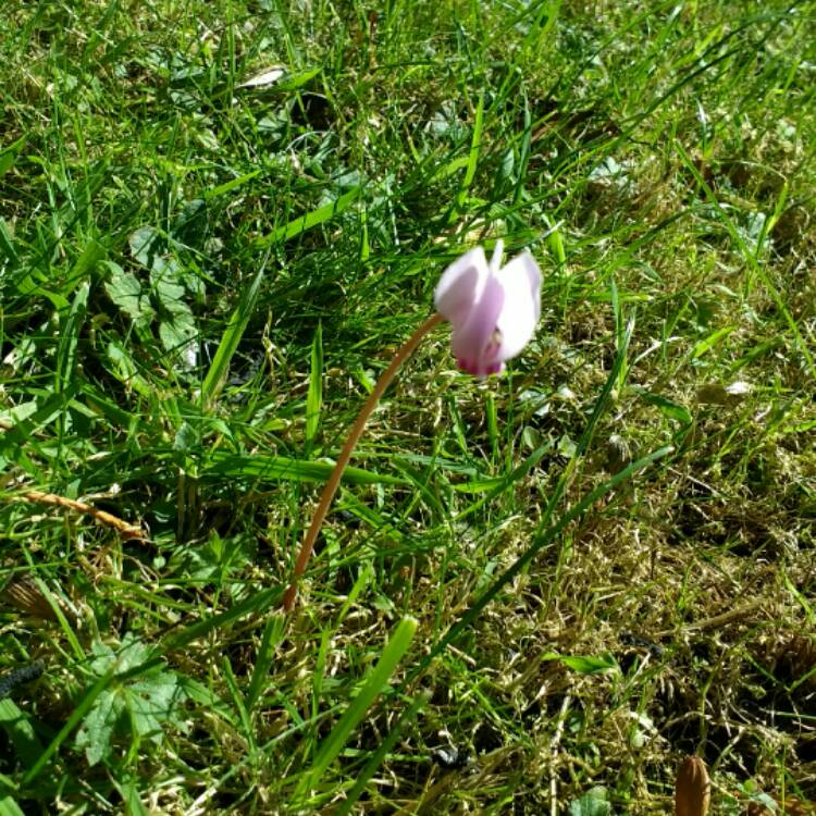 plant image 220891