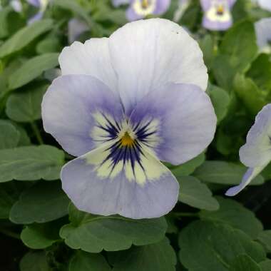 Pansy