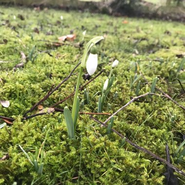Galanthus nivalis
