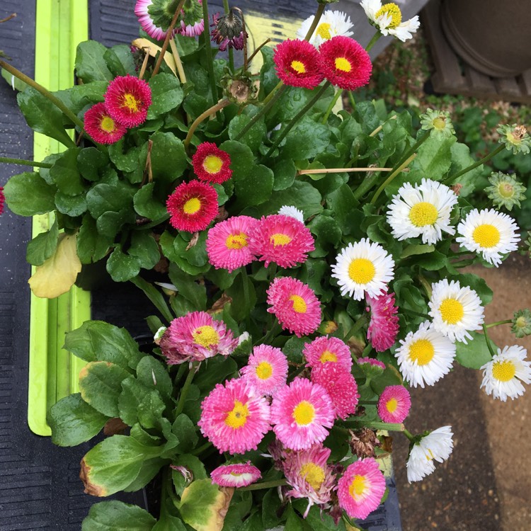 Plant image Bellis perennis Habanera