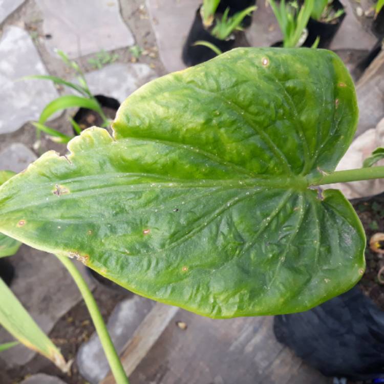 Plant image Alocasia cucullata