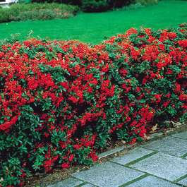Plant image Pyracantha 'Mohave Silver'