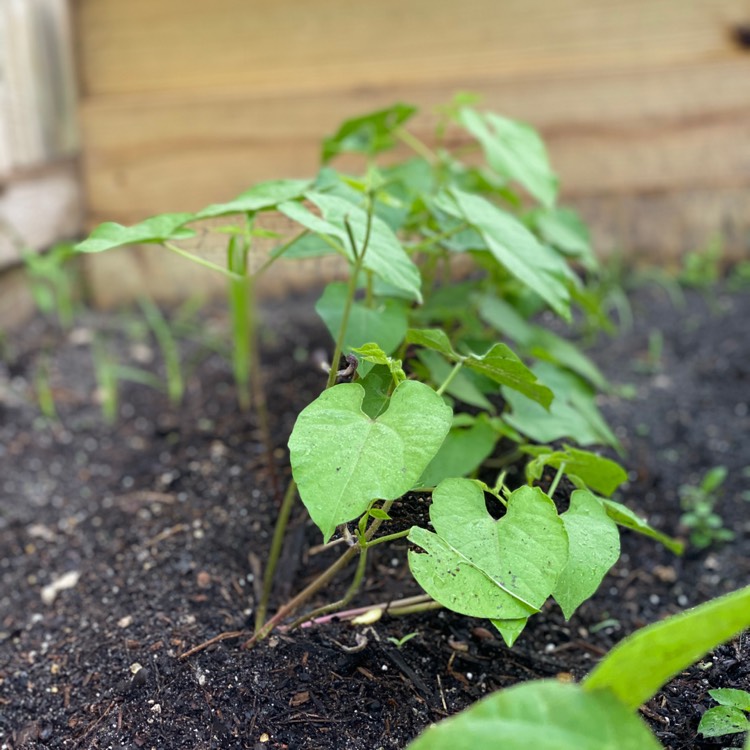plant image 1193941