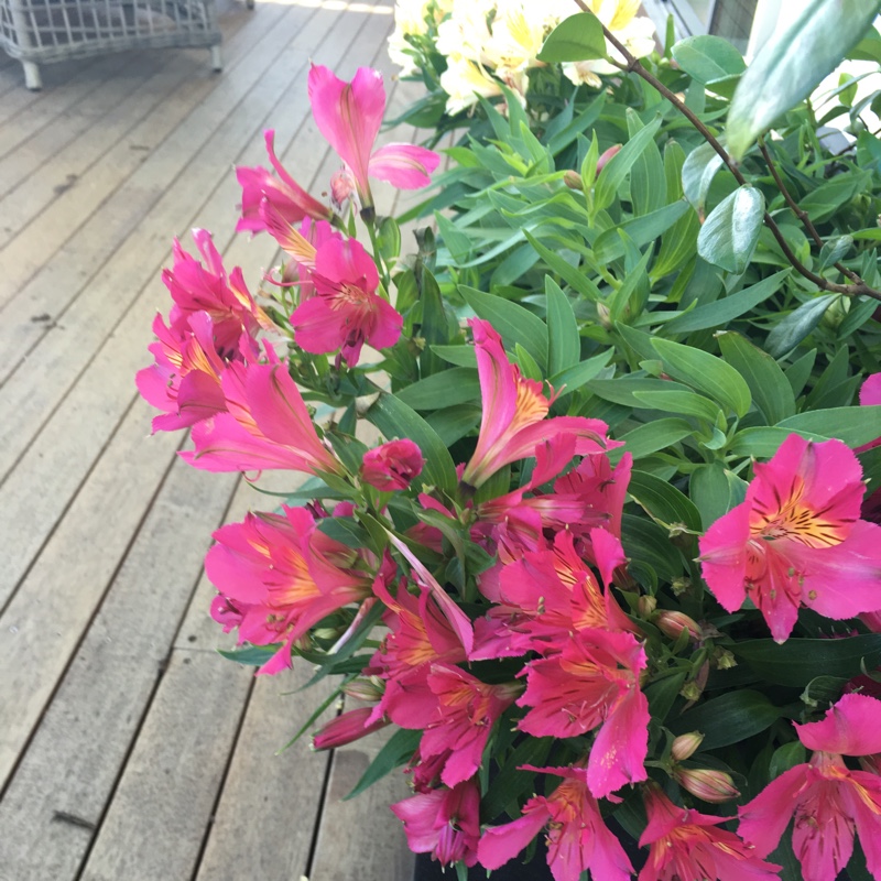 Plant image Alstroemeria 'Sirius' (Planet Series)