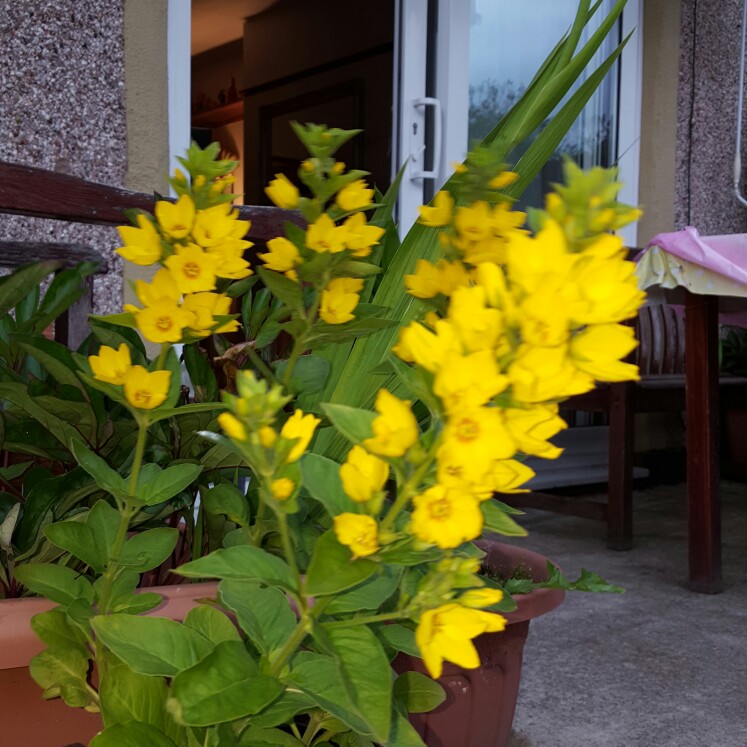 Large Yellow Loosestrife