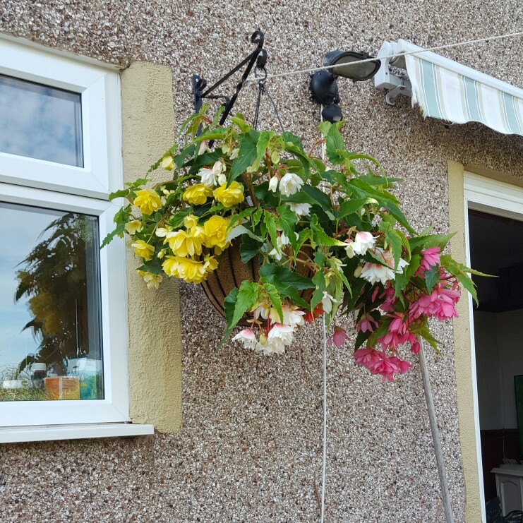 Alison's garden