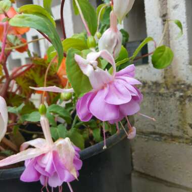 Alison's garden