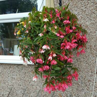 Alison's garden