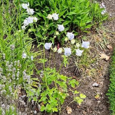 James's garden