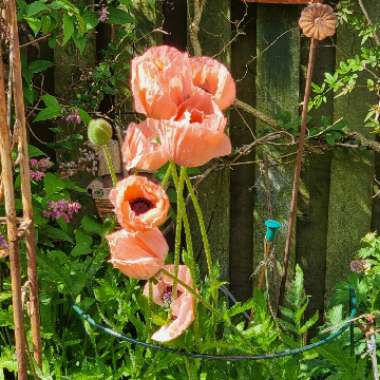James's garden