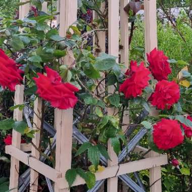 James's garden