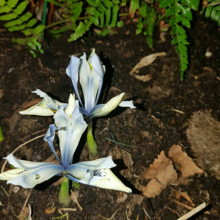 plant image 313954 plant image 313954