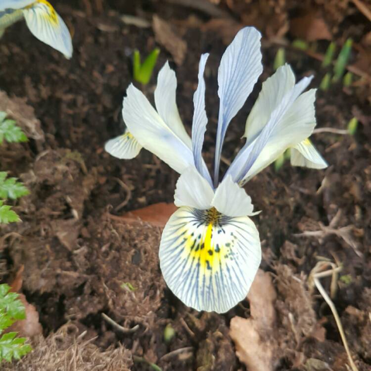 Plant image Iris x germanica 'Jane Phillips'