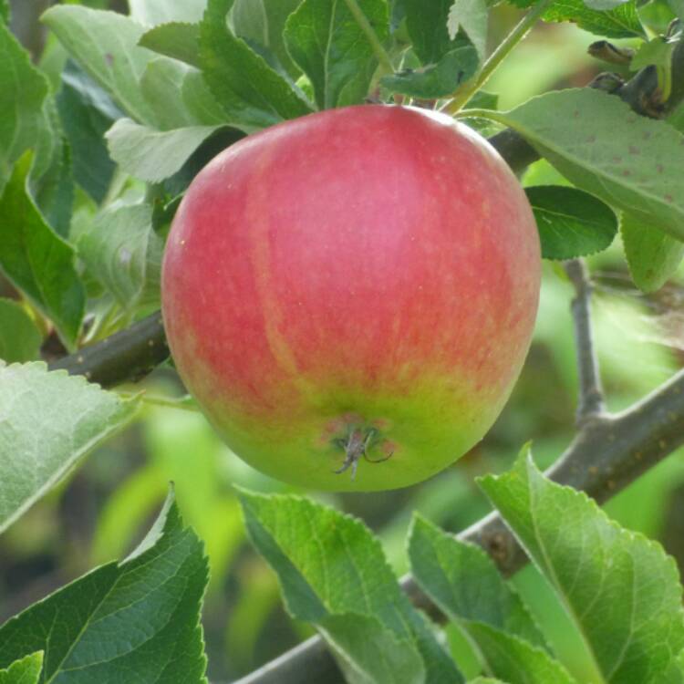 Plant image Malus domestica 'Katja' syn. Malus domestica 'Katy'