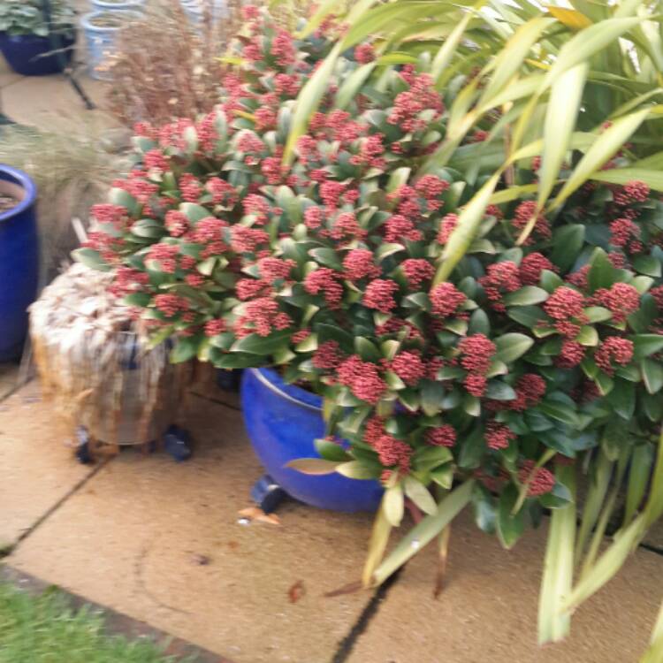 Plant image Skimmia japonica 'Inbolwi' syn. Skimmia japonica 'Intense'